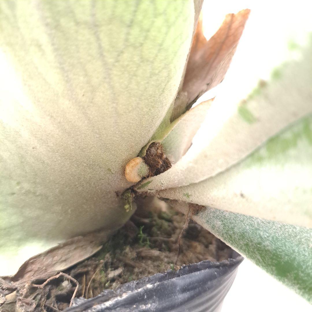 タ*カ様 P.veitchii 大株 ビカクシダ 現品 観葉植物