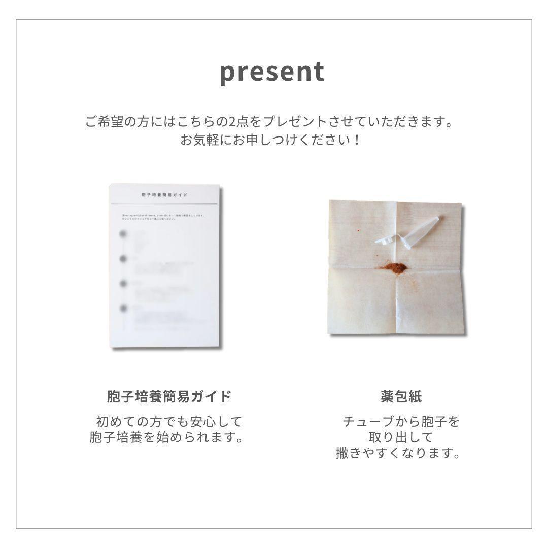 【数量限定】ビカクシダ胞子　60種セット