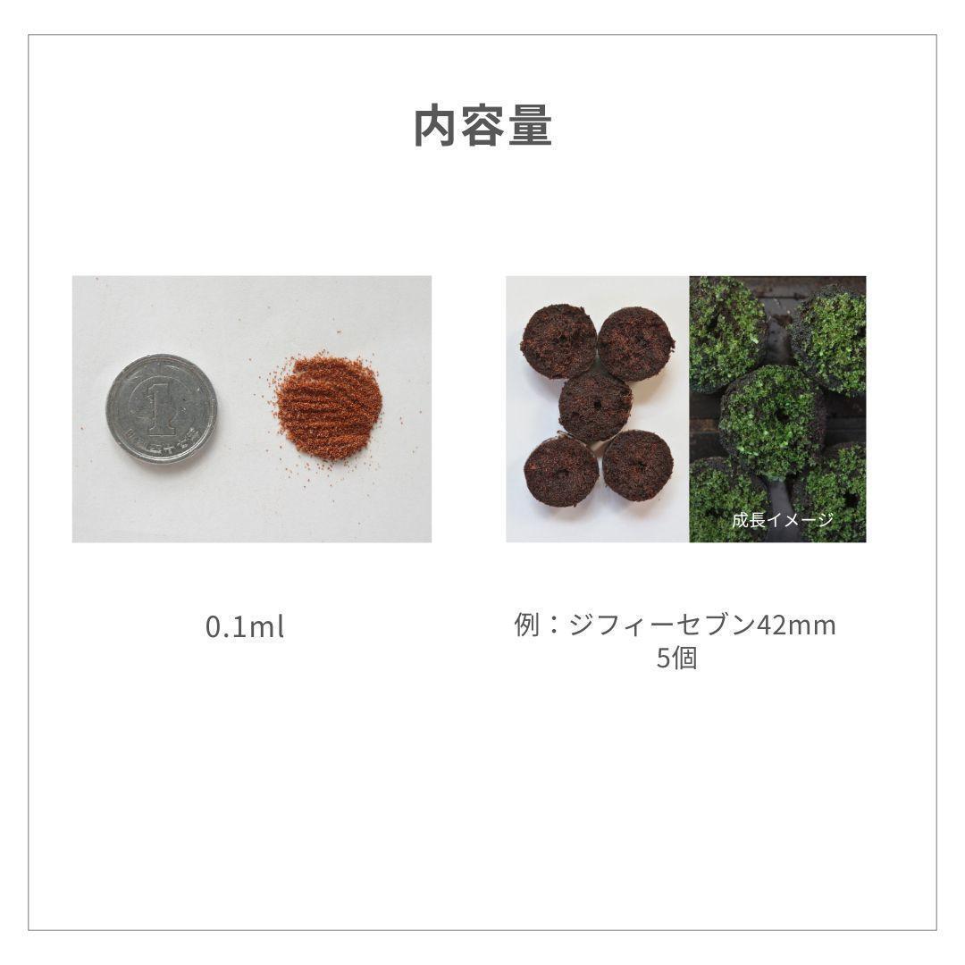 【数量限定】ビカクシダ胞子　60種セット