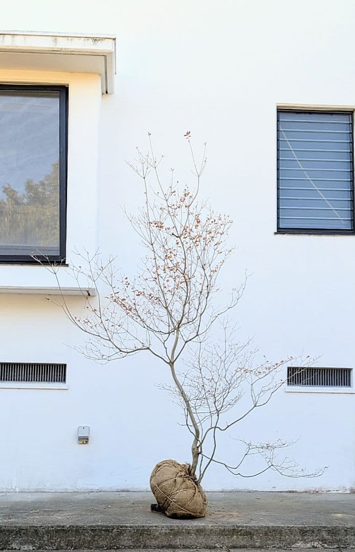 容貌優美。山採りドウダンツツジ。