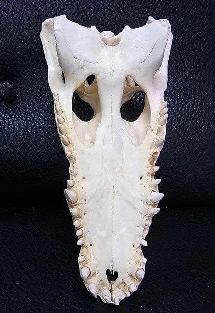 貴重！迫力サイス！45ｃｍ ナイルワニ （Nile crocodile） 頭骨