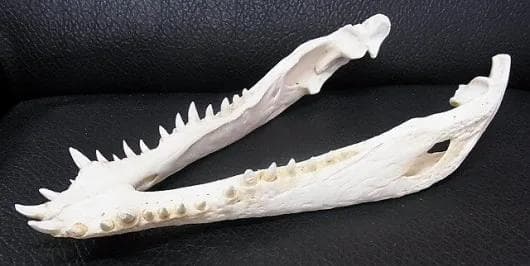 貴重！迫力サイス！45ｃｍ ナイルワニ （Nile crocodile） 頭骨