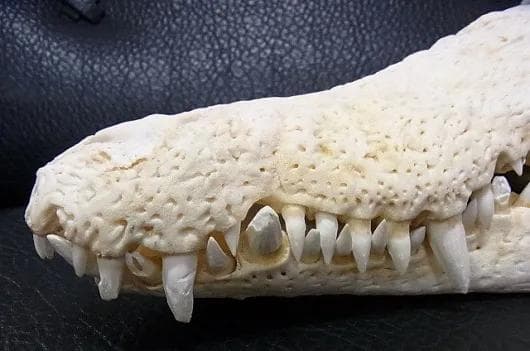 貴重！迫力サイス！45ｃｍ ナイルワニ （Nile crocodile） 頭骨