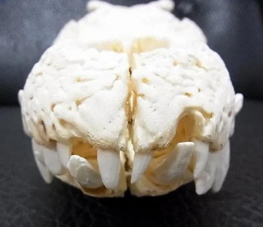 貴重！迫力サイス！45ｃｍ ナイルワニ （Nile crocodile） 頭骨