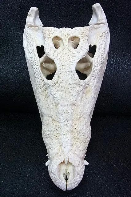 貴重！迫力サイス！45ｃｍ ナイルワニ （Nile crocodile） 頭骨