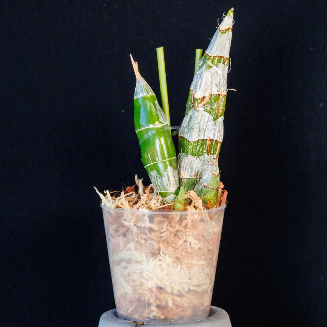 SVO 実生 ピンク系 タケノコ蘭 カタセタム Clowesetum