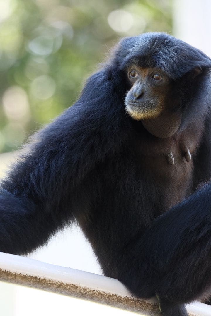 TAMRON 150-500mm F5-6.7 Xマウント VXD