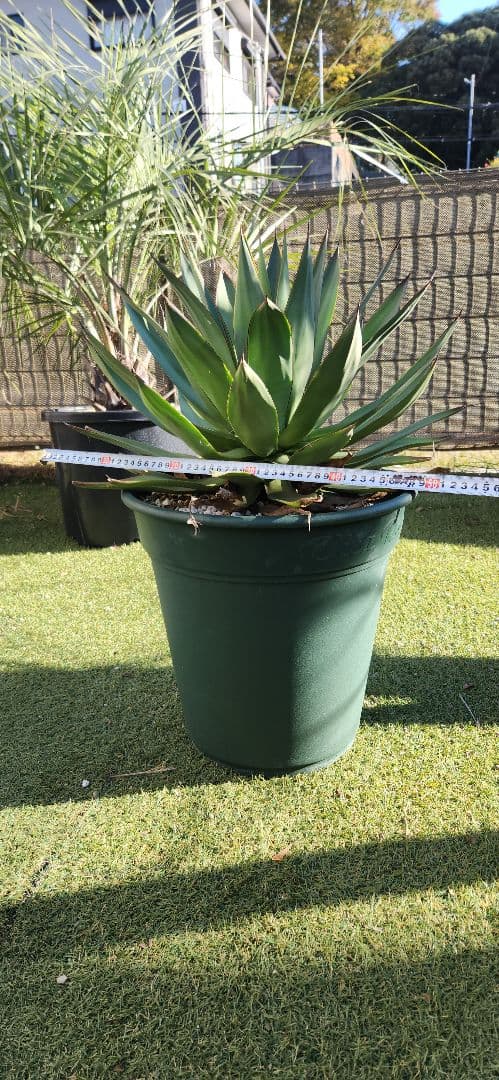 アガベ　ブルーグロー　ビッグサイズ