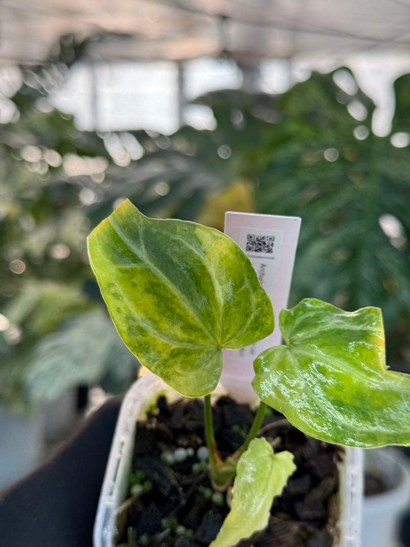 アンスリウム　ミシェル　x クリスタル　シルバー　斑入り