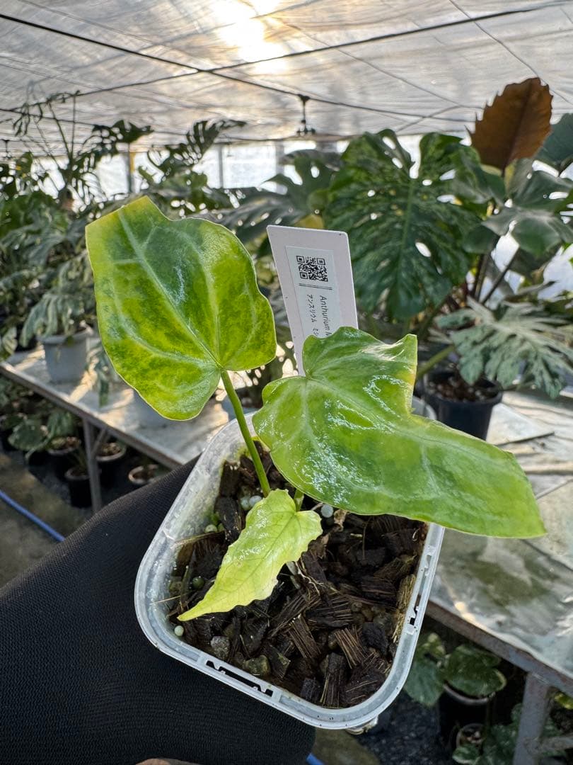 アンスリウム　ミシェル　x クリスタル　シルバー　斑入り