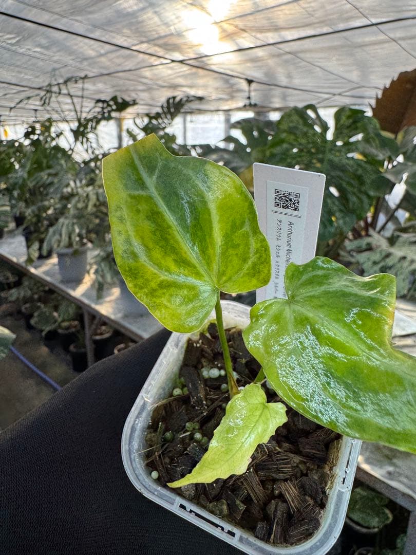 アンスリウム　ミシェル　x クリスタル　シルバー　斑入り