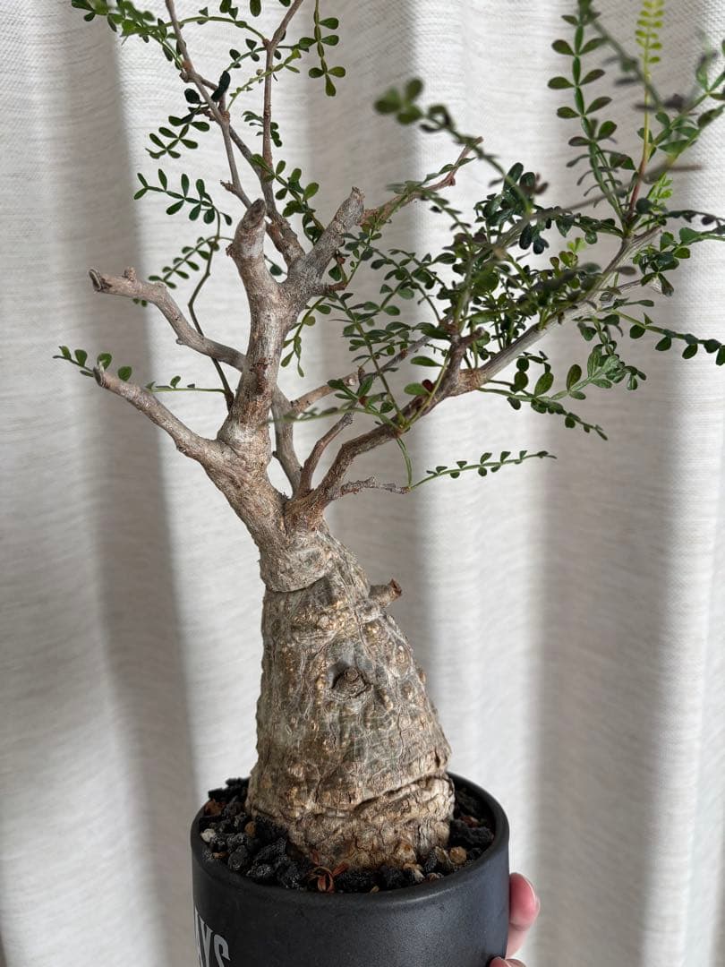 【最終値下】オペルクリカリア パキプス 現地株 発根2年経過