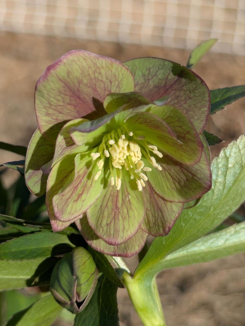 クリスマスローズ 高橋育苗 リトルビースト ファントム dd ワイルドベイン