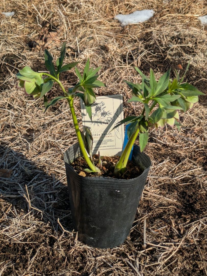 クリスマスローズ 高橋育苗 リトルビースト ファントム dd ワイルドベイン