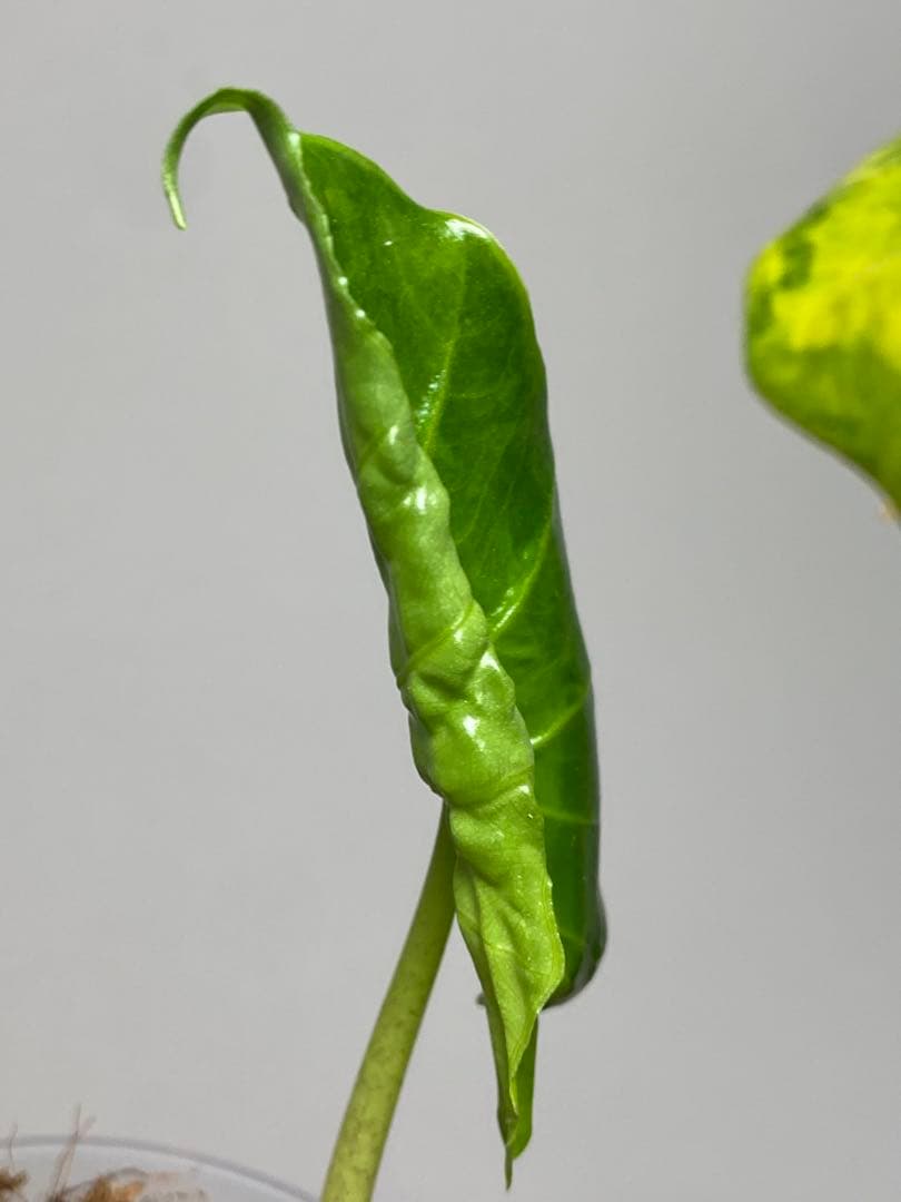 自*間様 【超希少‼️】アロカシア　ポルトドラ/ポルトラ　斑入り　オーレア　黄斑