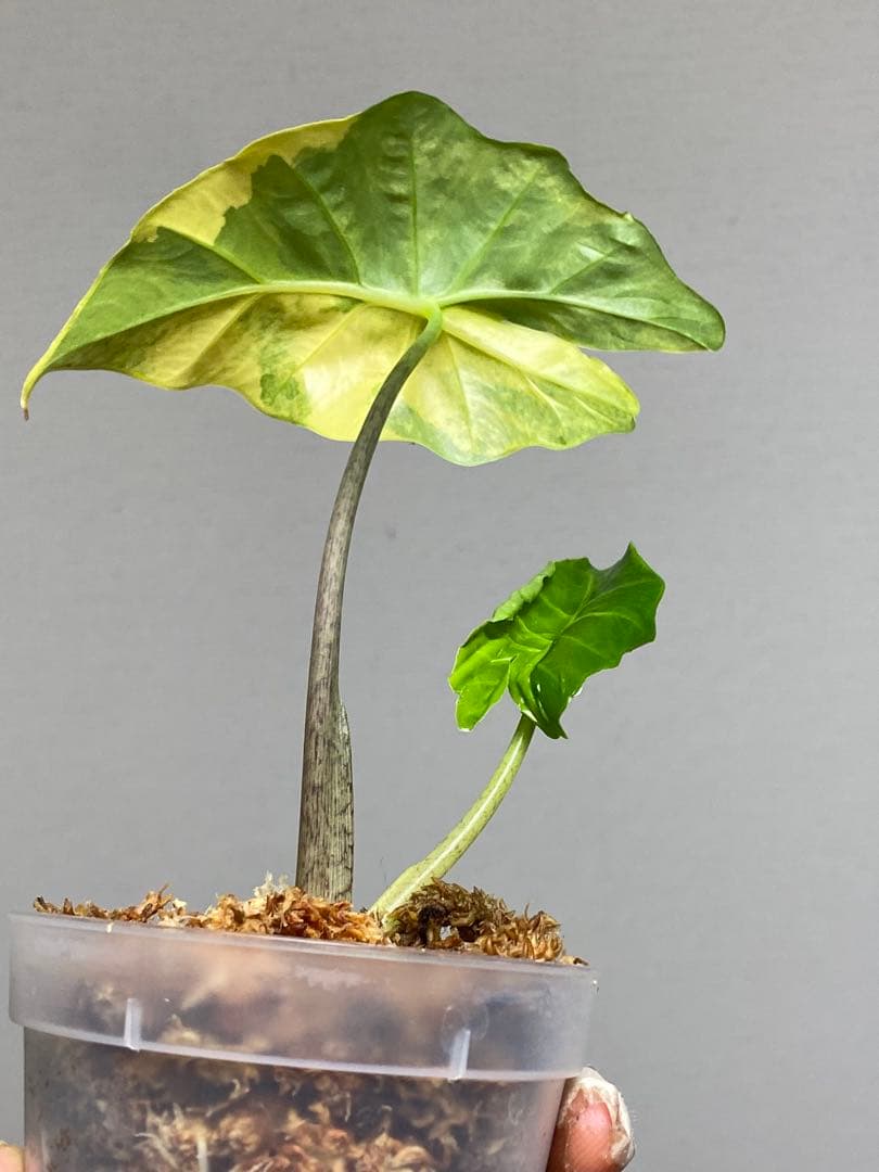 自*間様 【超希少‼️】アロカシア　ポルトドラ/ポルトラ　斑入り　オーレア　黄斑