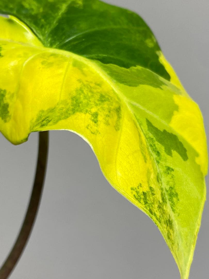 自*間様 【超希少‼️】アロカシア　ポルトドラ/ポルトラ　斑入り　オーレア　黄斑