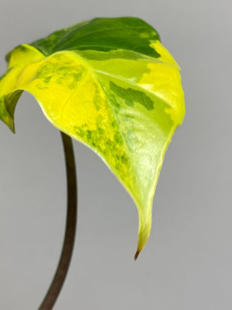 自*間様 【超希少‼️】アロカシア　ポルトドラ/ポルトラ　斑入り　オーレア　黄斑