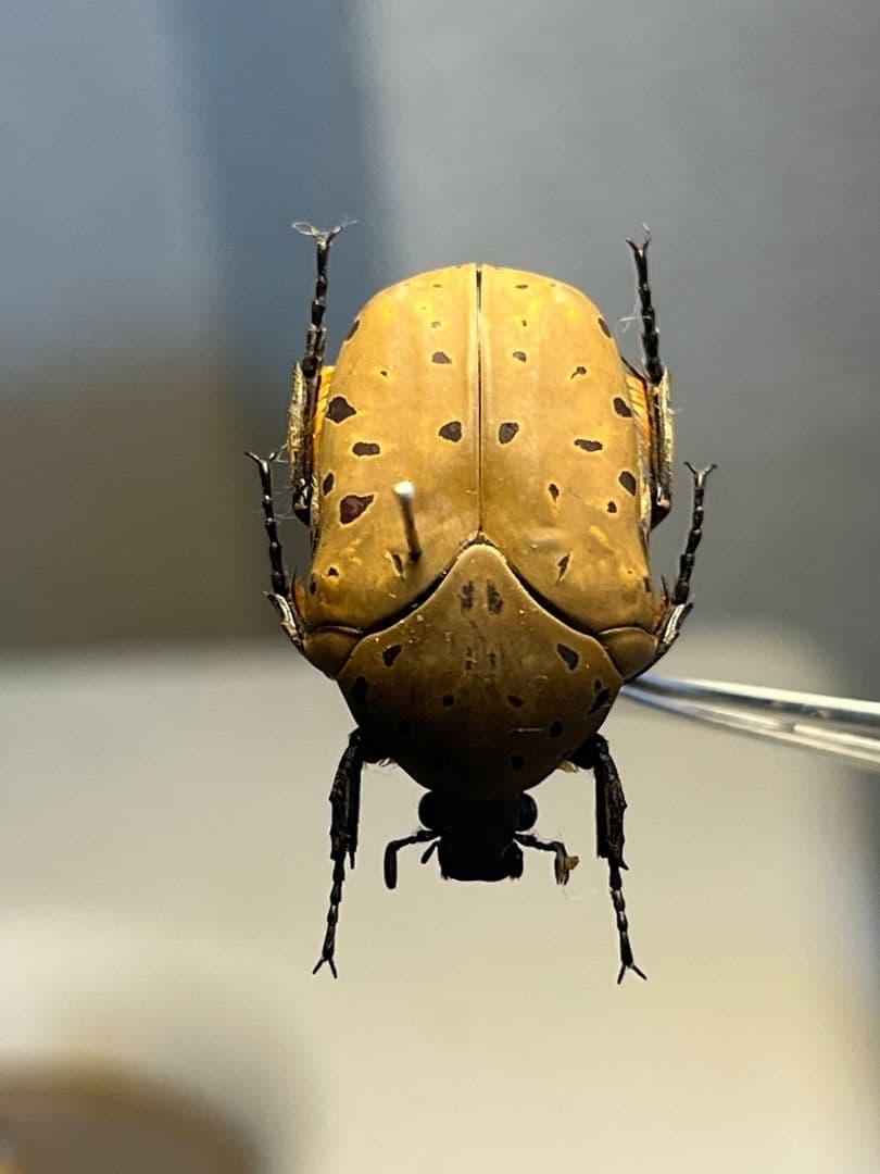 ヒョウモンアヤヒシムネハナムグリ 標本 カナブン プラチナコガネタマムシコメツキ