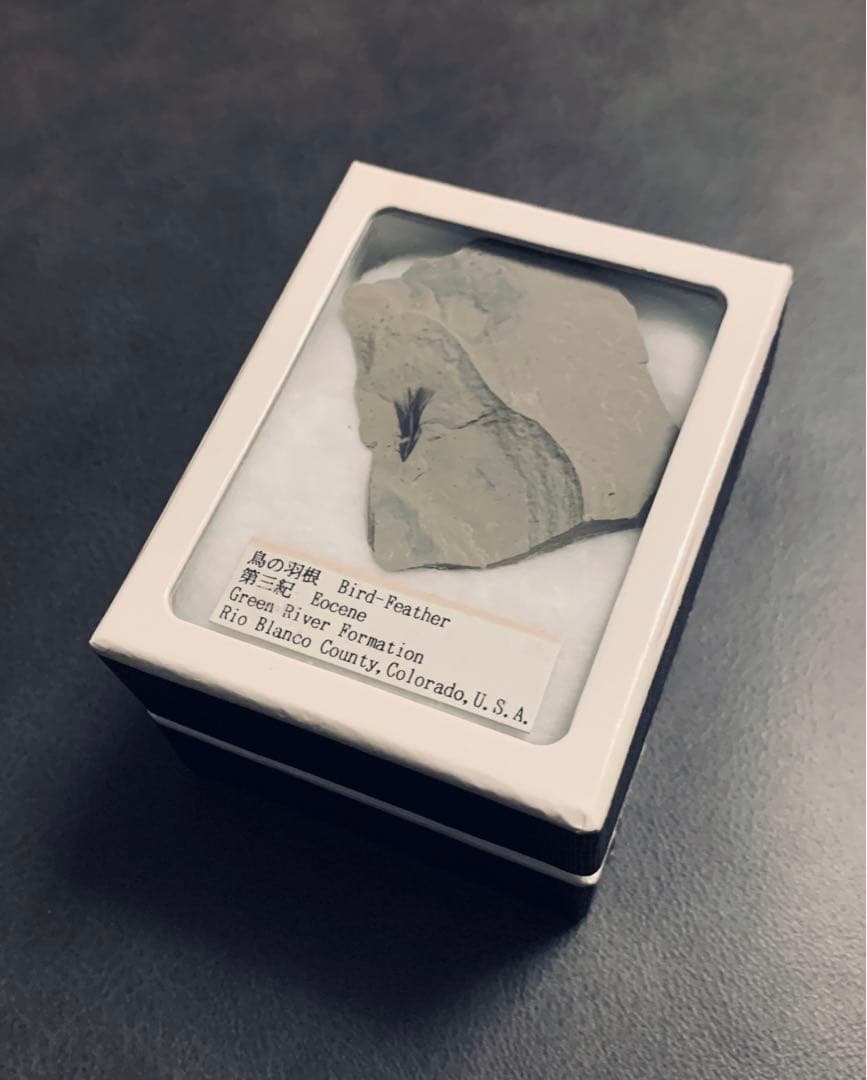 鳥の羽 羽毛 化石