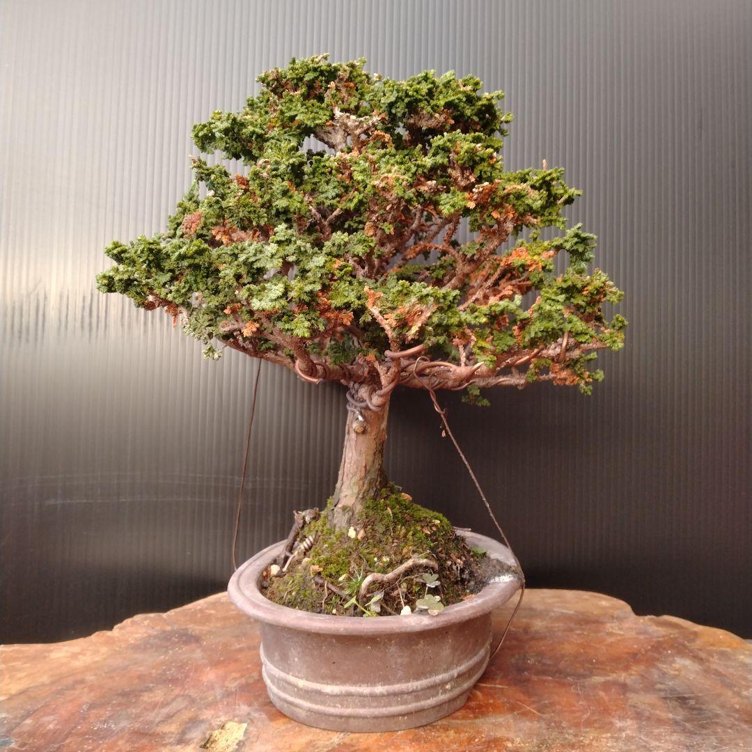 石化ヒノキ盆栽、小品盆栽