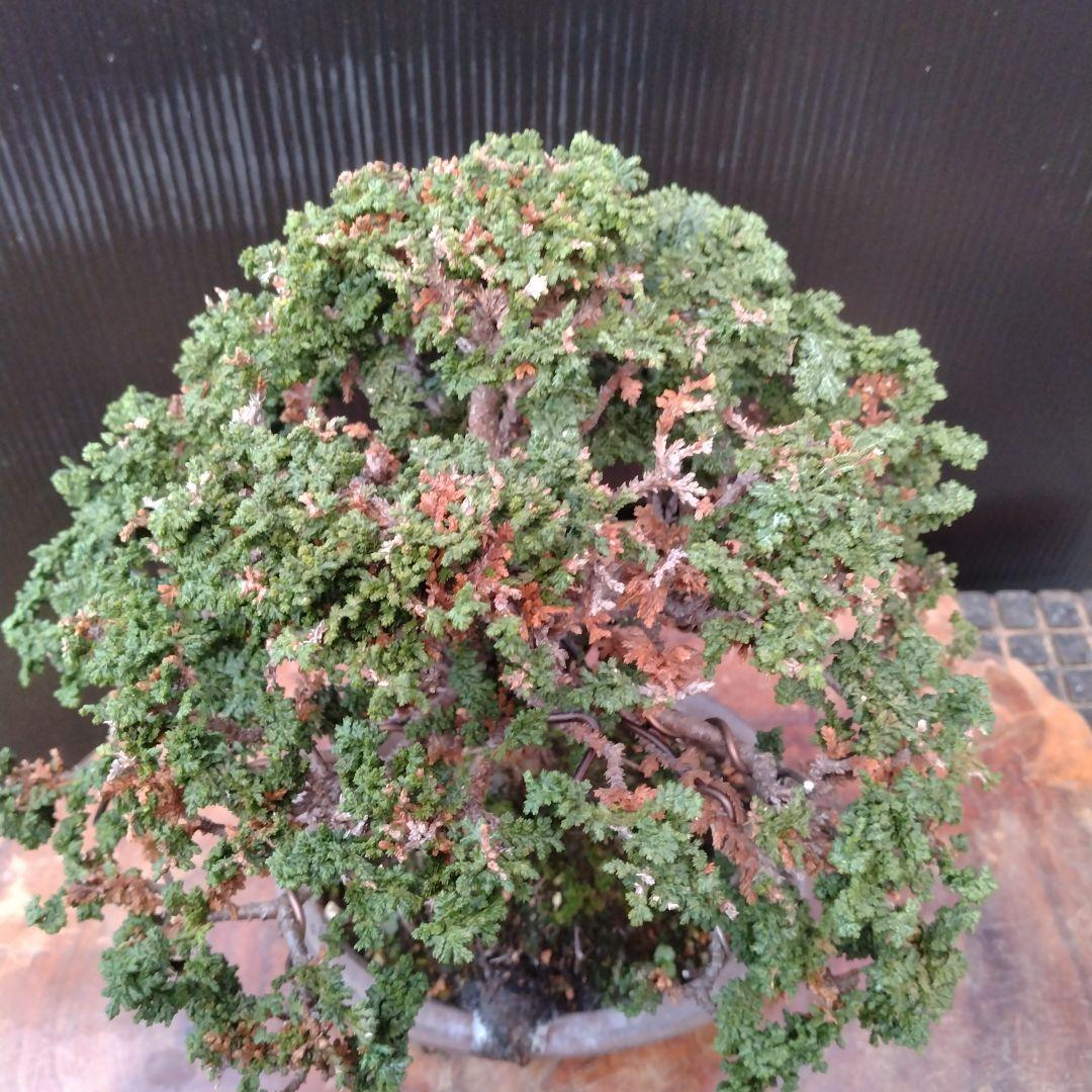 石化ヒノキ盆栽、小品盆栽