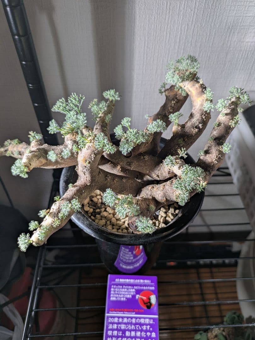 【新春セール！1/7まで 最終値下げ】モンソニア ムルチフィダ ムルチフィズム