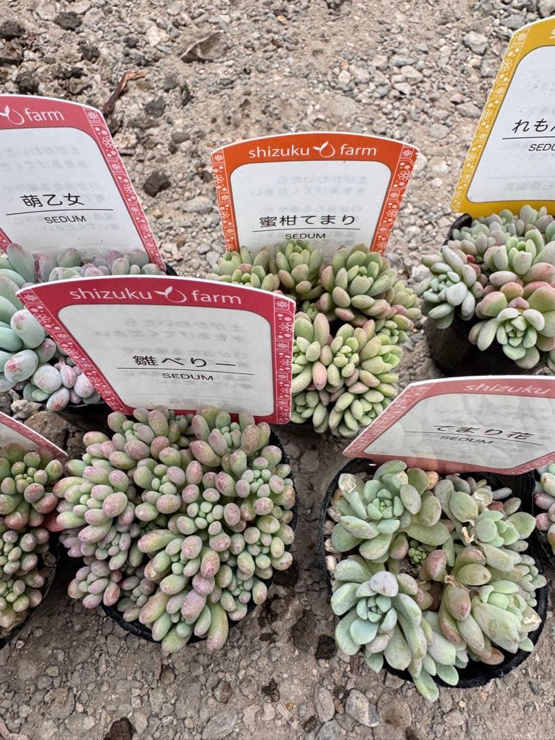 多肉植物 つぶつぶ多肉セット