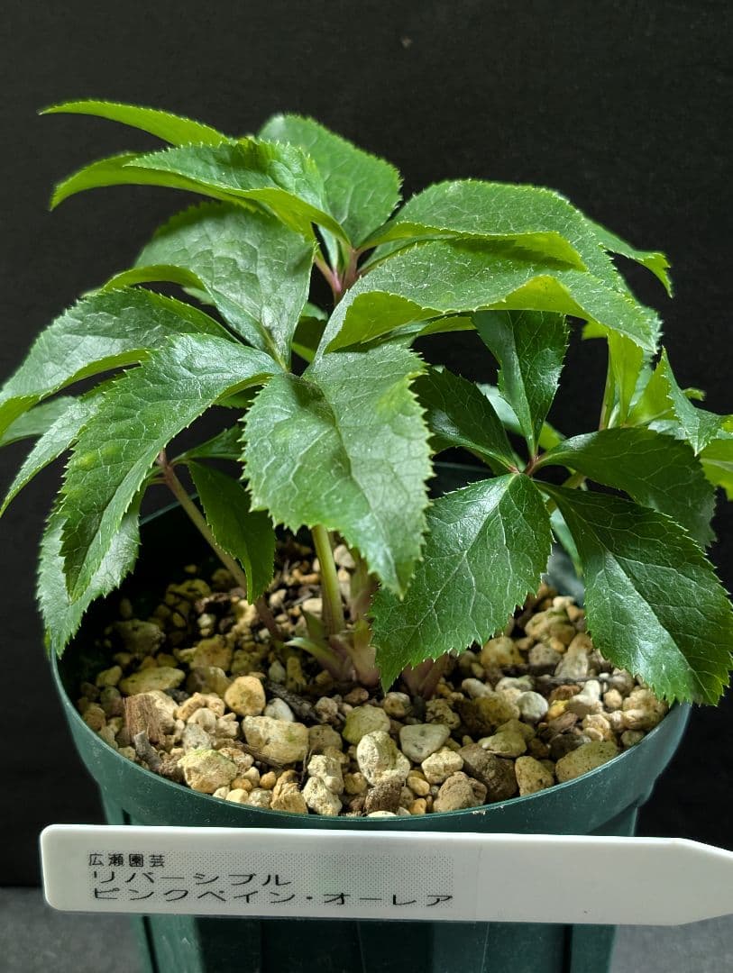 ✭クリスマスローズ:広瀬園芸•　【リバーシブル　ピンクベイン　オーレア 】