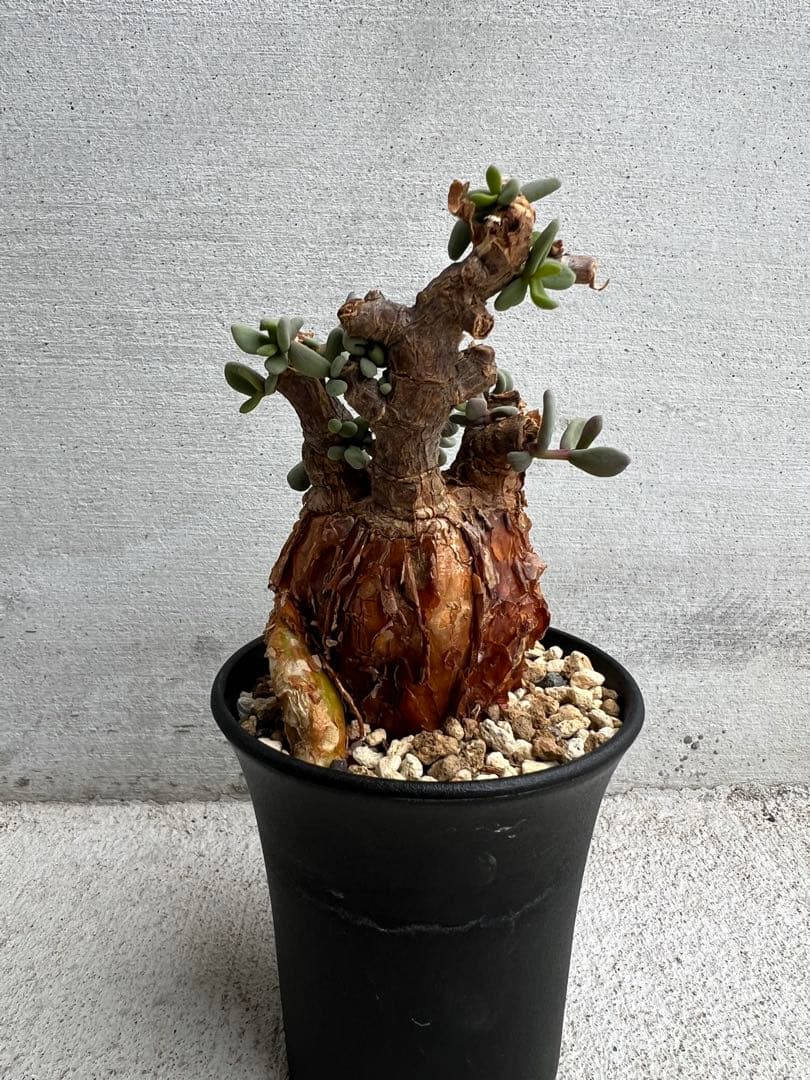 最終値下げ　発根済　ケラリアピグマエア　12