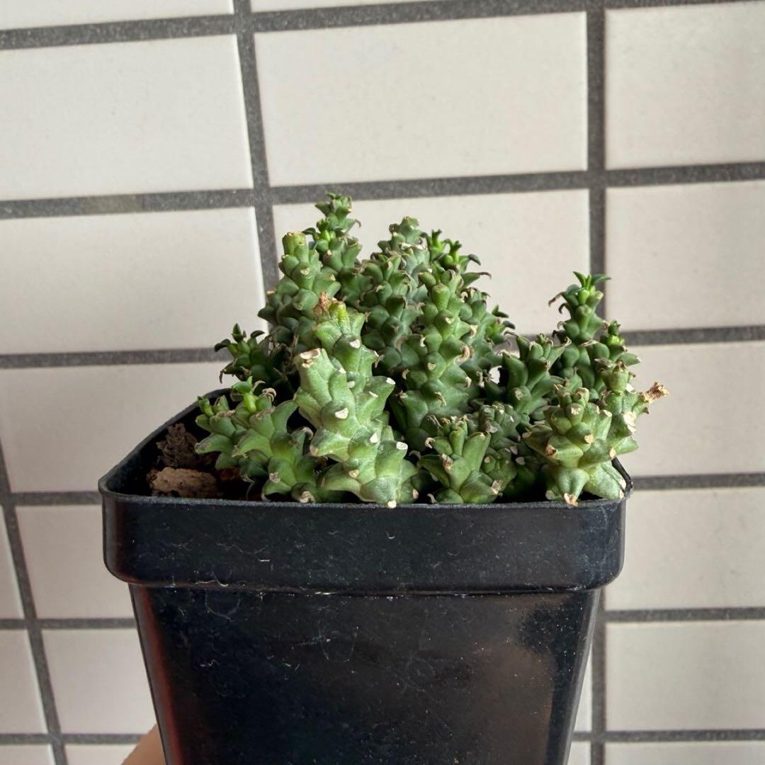 珍種タコモノ ユーフォルビア プラニセプス 実生6.5cm鉢