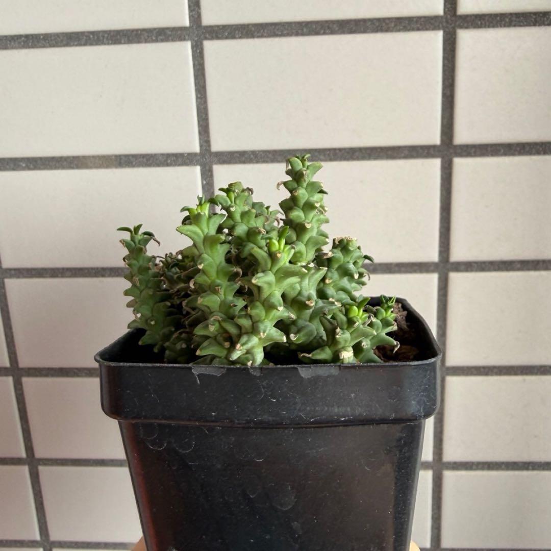 珍種タコモノ ユーフォルビア プラニセプス 実生6.5cm鉢