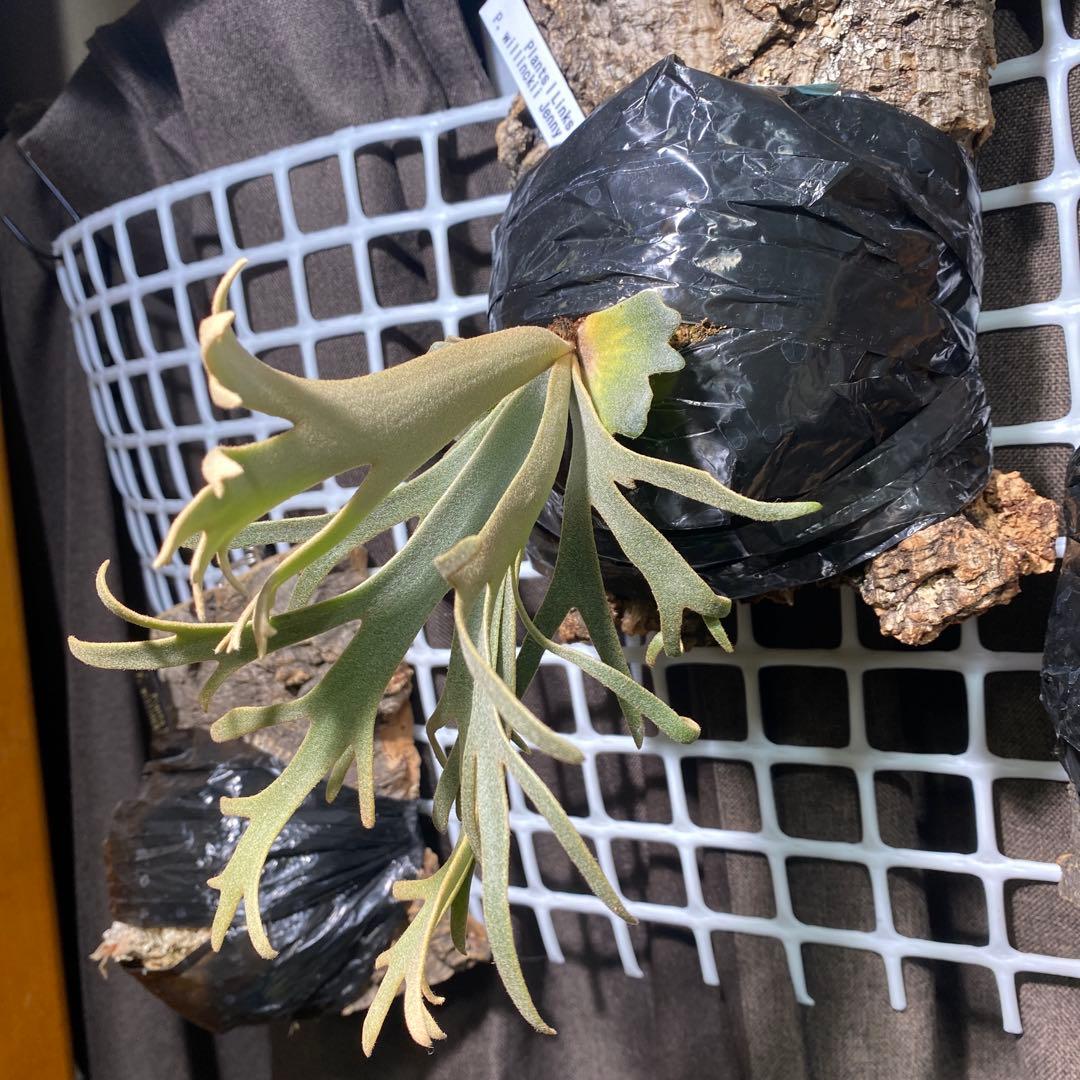 P.willinckii Jenny(TC)【中期養生株】