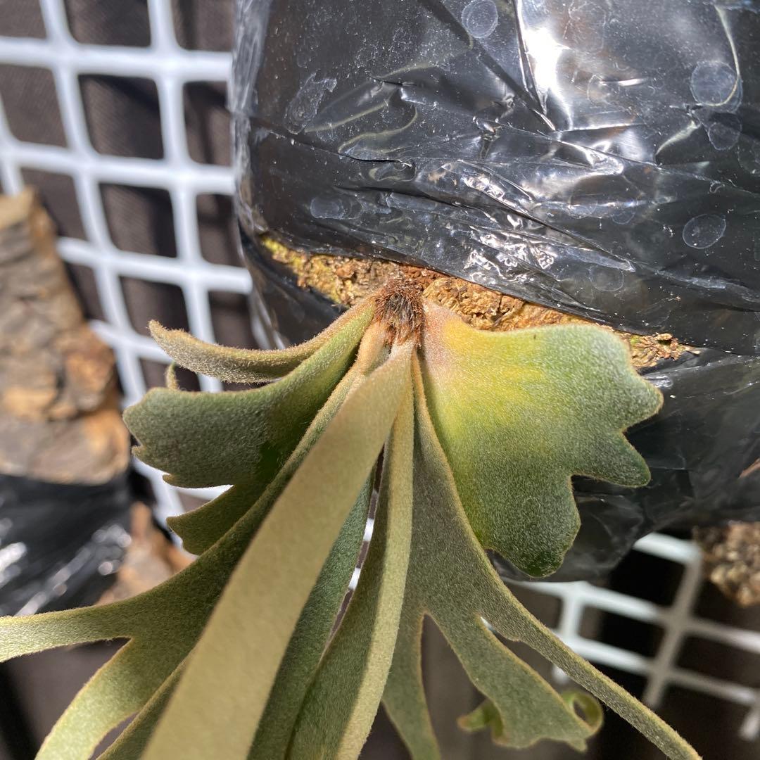 P.willinckii Jenny(TC)【中期養生株】
