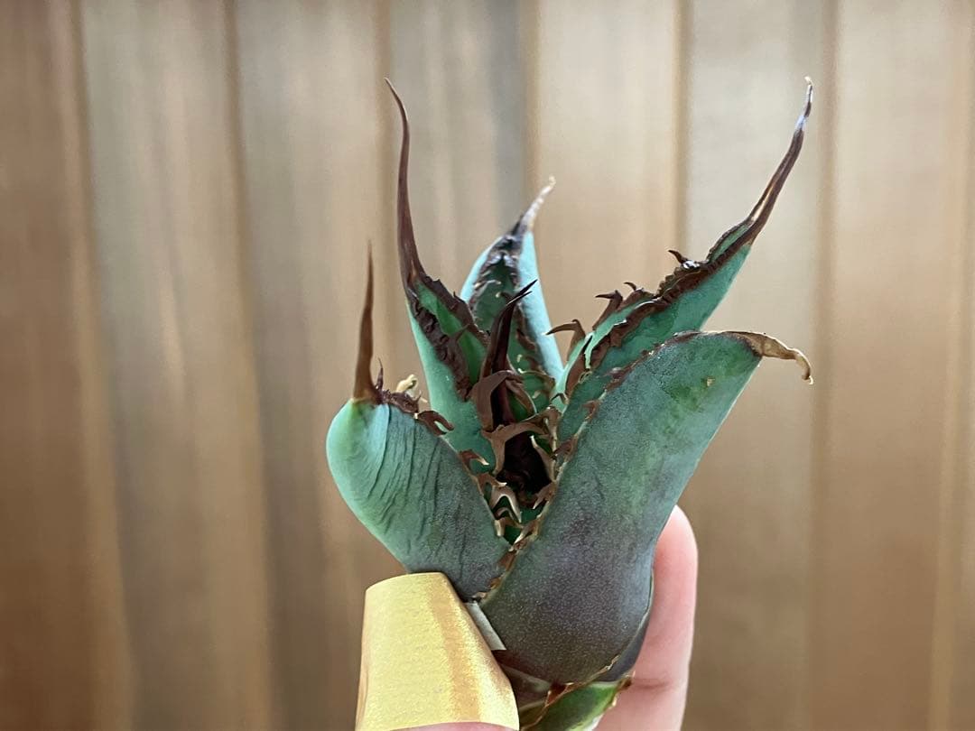 p*r様 【初売りオークション】37 REZA産　イラン株　超長棘　アガベ　タラ