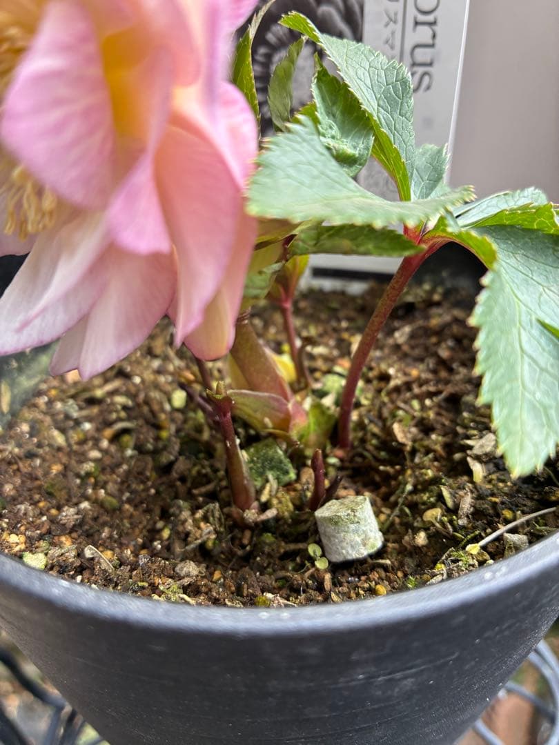 ♡広瀬園芸♡ ピンクホワイトオーレア透明感