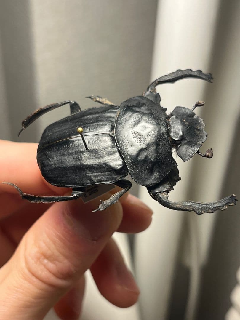 【属内2位】スネブトタマオシコガネ スカラベ糞虫フンチュウ昆虫標本 パキソマ