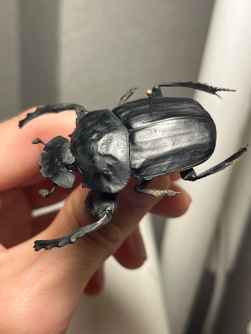 【属内2位】スネブトタマオシコガネ スカラベ糞虫フンチュウ昆虫標本 パキソマ