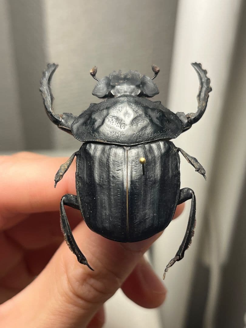 【属内2位】スネブトタマオシコガネ スカラベ糞虫フンチュウ昆虫標本 パキソマ