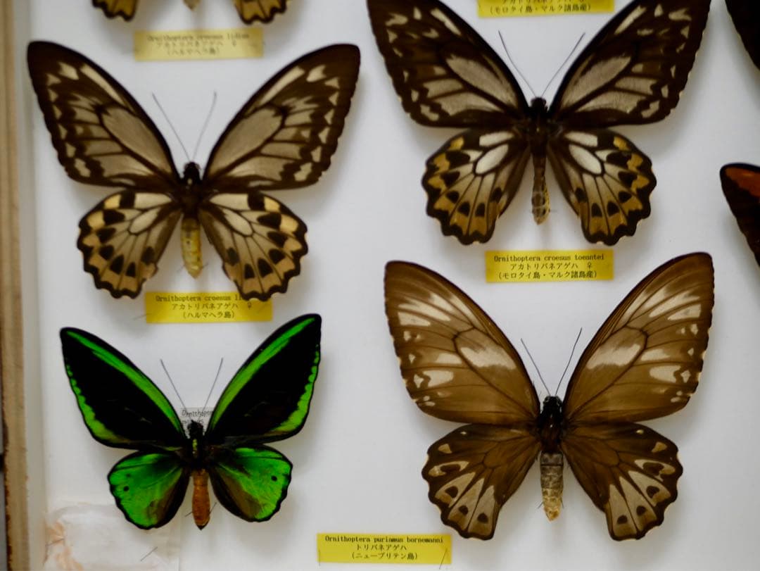 蝶標本  アカメガネトリバネアゲハ 産地別コレクション 研究用 大型ドイツ箱