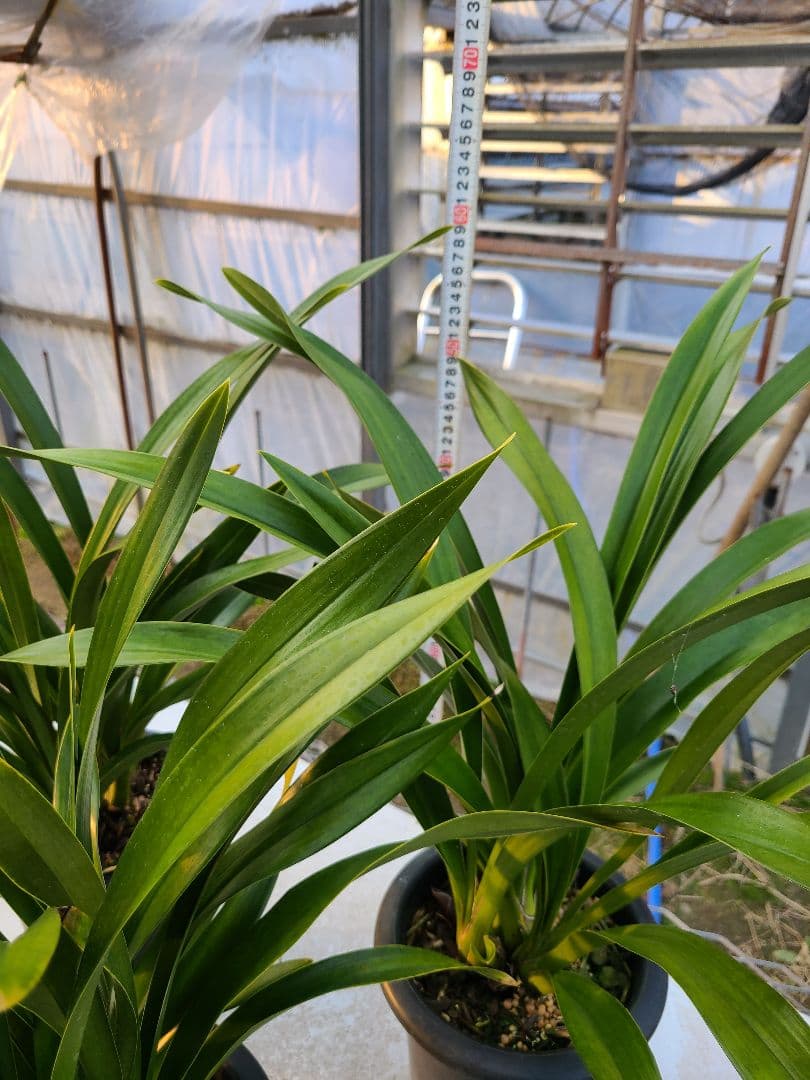 カ*ワ様 フォアゴットンフルーツ。花芽3個。5鉢セット。蜜蜂誘引蘭。日本蜜蜂