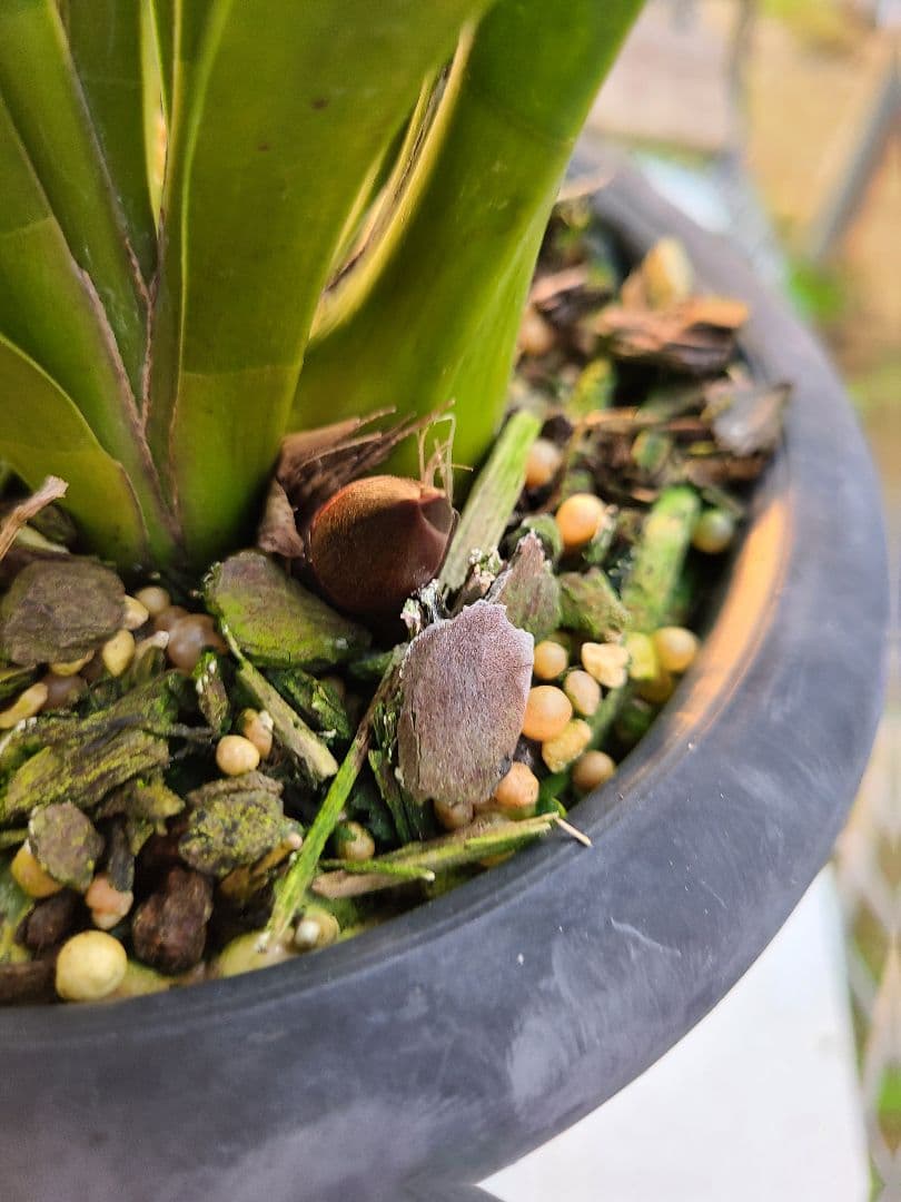 カ*ワ様 フォアゴットンフルーツ。花芽3個。5鉢セット。蜜蜂誘引蘭。日本蜜蜂