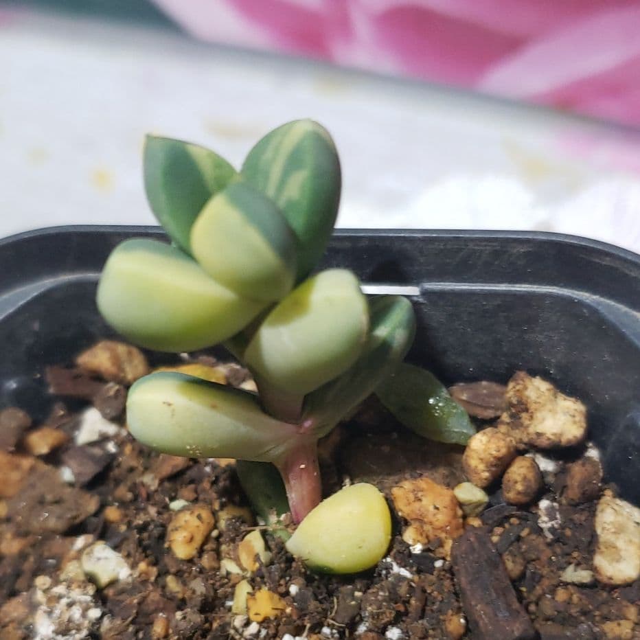 ピーチラビット！レーマニ錦他と同梱