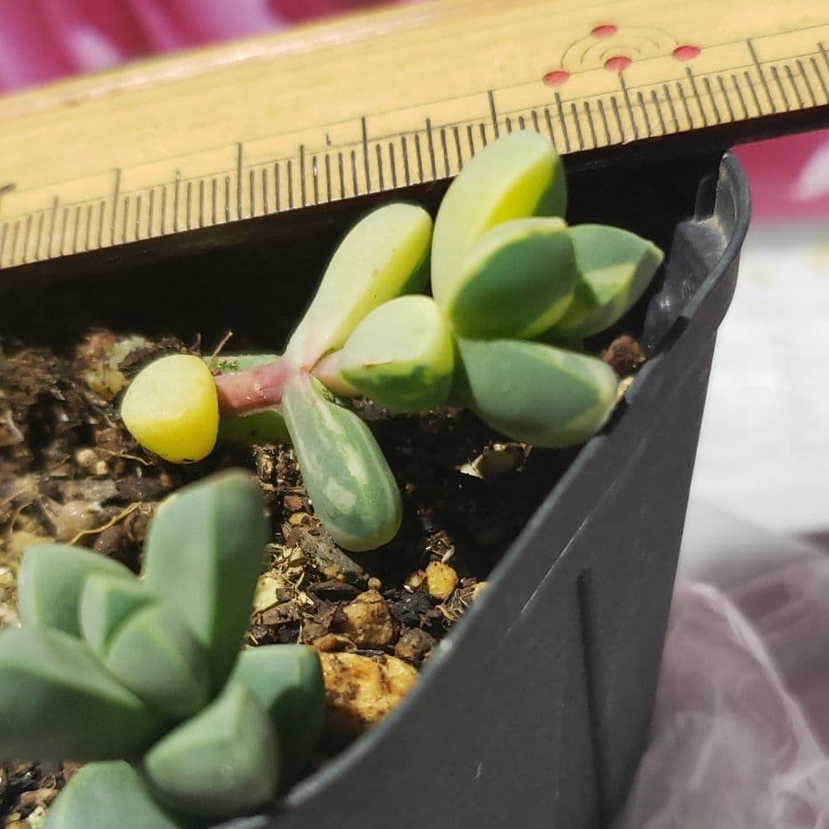 ピーチラビット！レーマニ錦他と同梱