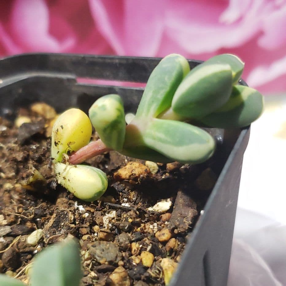 ピーチラビット！レーマニ錦他と同梱