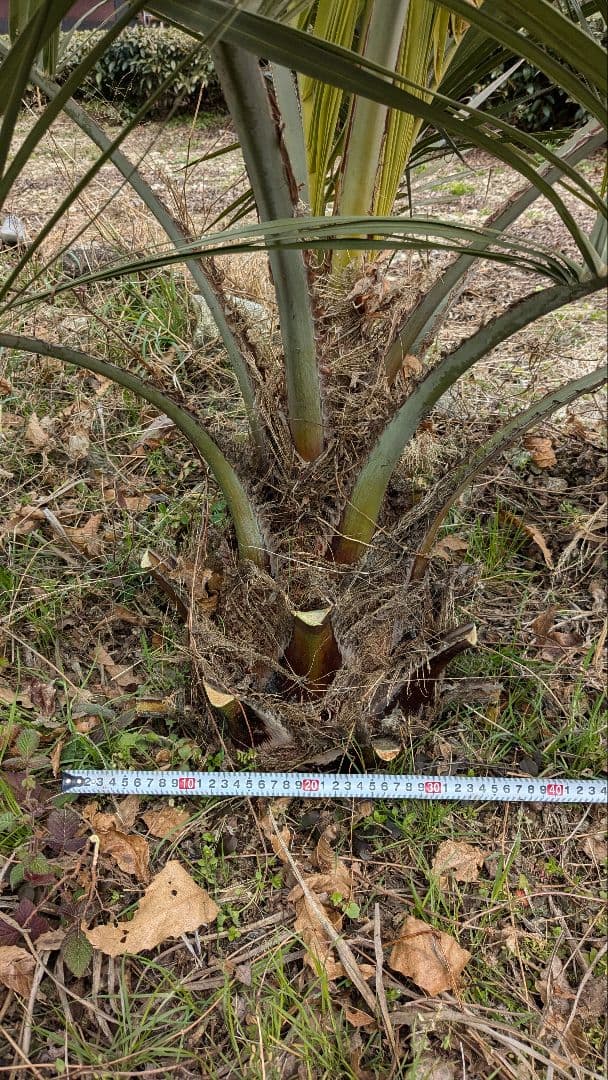 ココスヤシ　大苗　活性済