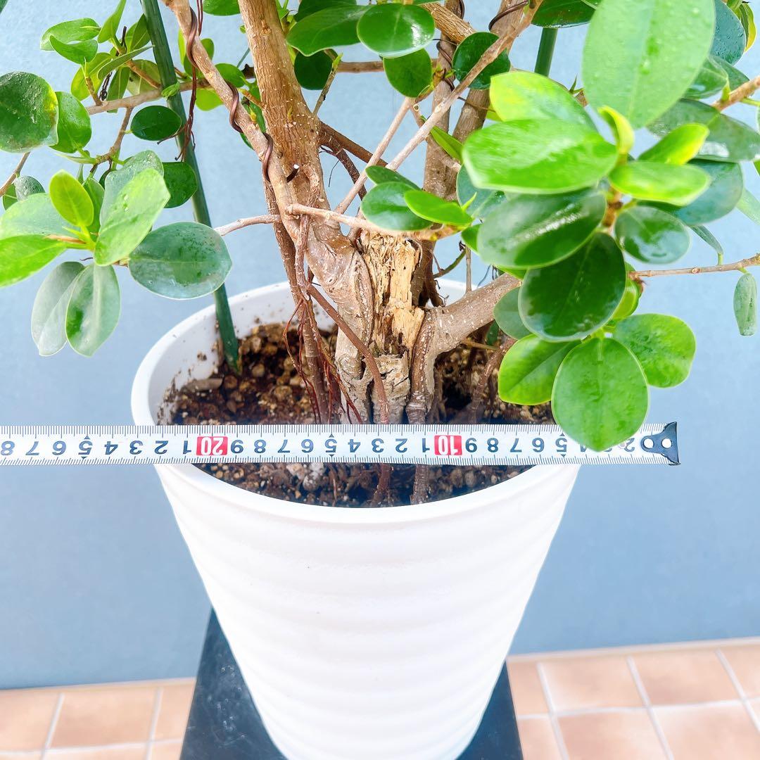 現品　ガジュマル　パンダガジュマル　51番　希少　インテリアグリーン　かわいい