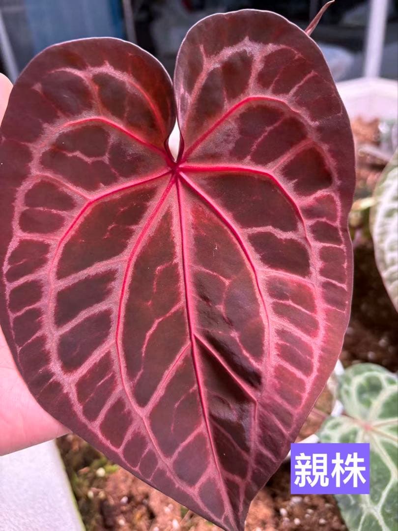 anthurium dream weaver✖️necromancer