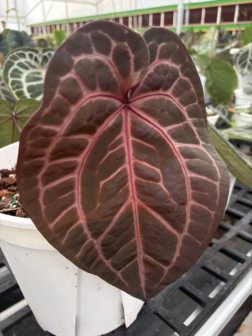 anthurium dream weaver✖️necromancer