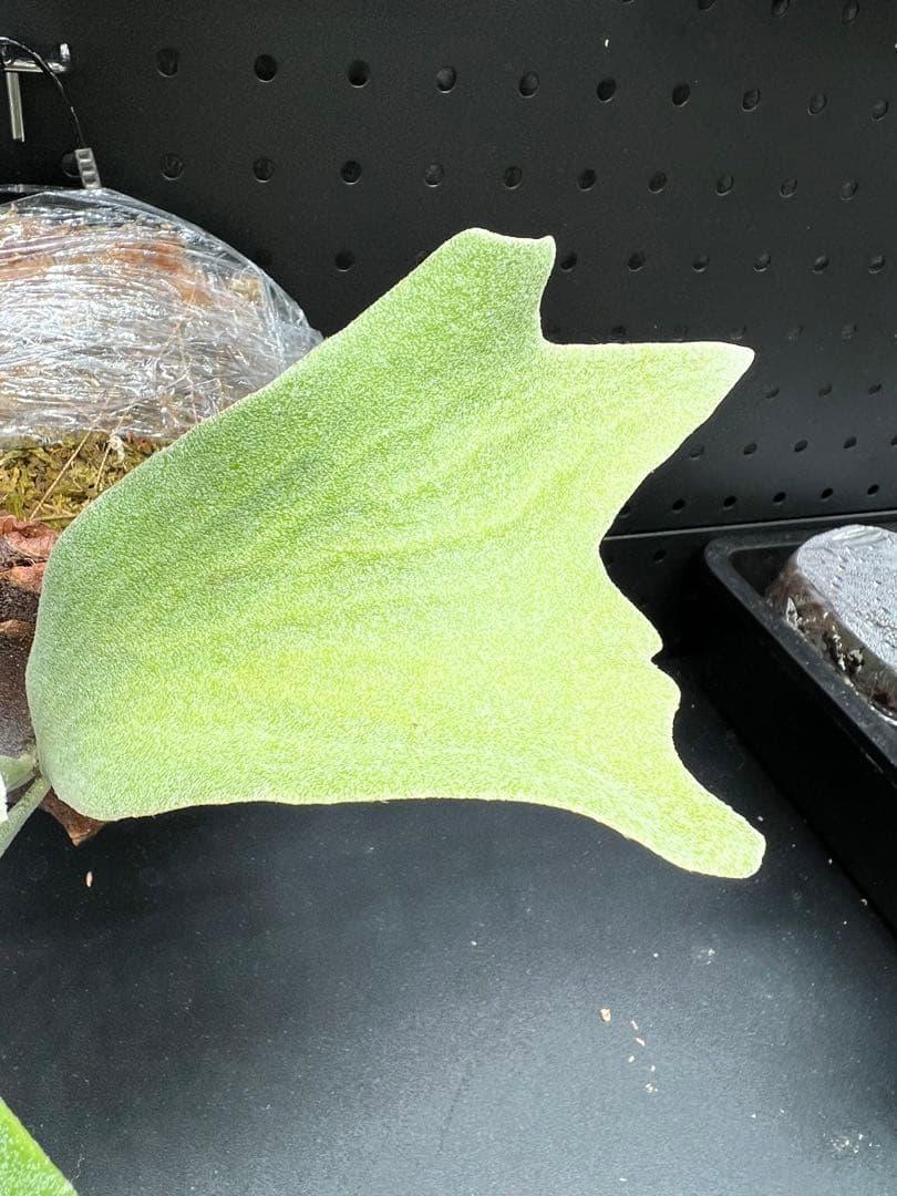 ビカクシダ Platycerium Ginka TC